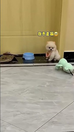 Tiny Teacup Puppy Cuddling, Sweet Little Furball 🐶🧸 #Minidog #adorablepups