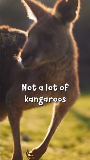 Outback grocery run 😎 #OutbackBoys #Australia