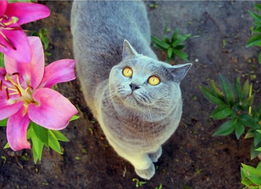 Lily Poisoning in Cats: What To Do If Your Cat Ingests a Lily Flower