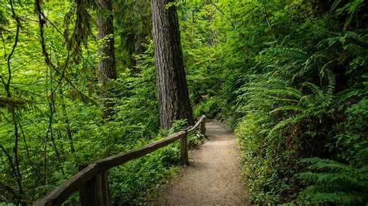 Hoh Rain Forest Olympic National Park scenic walks (4K)