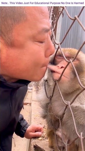 Funny Monkey Prank #shorts #facts #reels