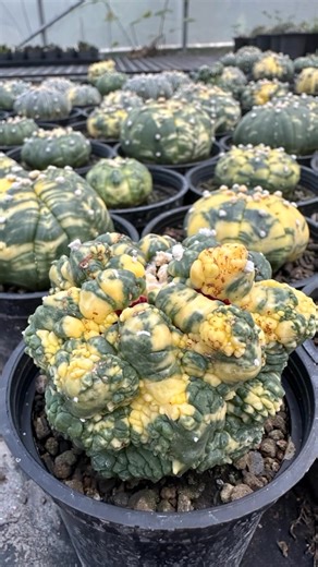 Astrophytum asterias Kikko｜#alien #cactus #succulent #potted #plant #AI #Art｜SprezeLand | 張春風