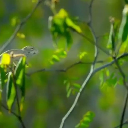 बिना छुए शिकार पकड़ने वाला जानवर… सच या झूठ? || Amazing Facts ||