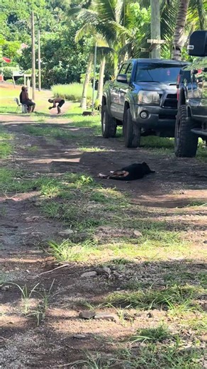 Samoan Cooking, Beer, and Dance Culture