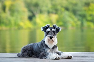 Top 5 Miniature Schnauzer Breeders In Ontario