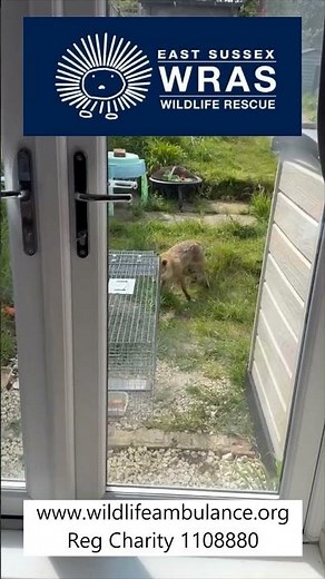 Trapped fox 21st April 2026 ns