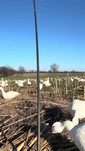 Snow goose season 2026 #geese #snowgeese