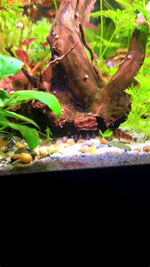 Kuhli Loaches Spotted Again in the Aquarium