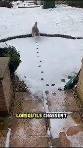 681K views · 5K reactions |  Les Pas Furtifs des Chats : Maîtres de...