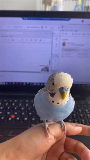 Tell me, what was the budgie saying?😍🥰 #love #reels #budgie #trend #birds #viral #trending #like #budgies #bird | PlayGround Of Budgies