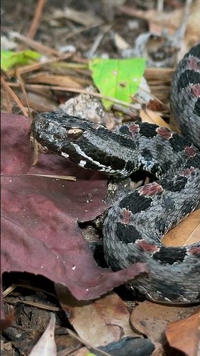 Big Pygmy Rattlesnake!