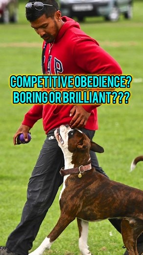 ✨ Competitive Obedience: The Most Misunderstood Dog Sport… and one of the BEST things you can do for your dog. ✨ Let’s break the myths 👇 ❌ Misconception 1: “It’s strict and robotic.” ➡️ Modern obedience is motivational, clear and confidence-building. Dogs LOVE knowing exactly what earns reinforcement. ❌ Misconception 2: “My dog won’t enjoy it.” ➡️ Dogs thrive on structure, teamwork and problem-solving. Obedience gives them all three. ❌ Misconception 3: “It’s boring.” ➡️ It’s technical, athletic