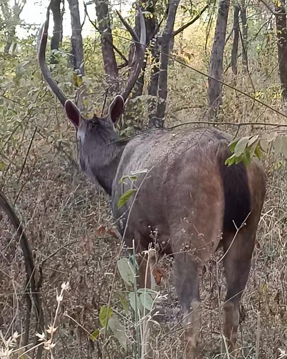 Sambar deer are the largest deer species in India and a common sight in Ranthambore National Park. Known for their impressive antlers and distinctive call, they are often spotted near water bodies and play a key role as prey for predators like tigers. #deer #ranthambore #wildlife #ranthamborenationalpark | Ranthambhore National Park