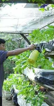 Cách trồng rau sạch đơn giản tại nhà không bị sâu ăn lá #rausach #rauthuycanh #garden #gardening