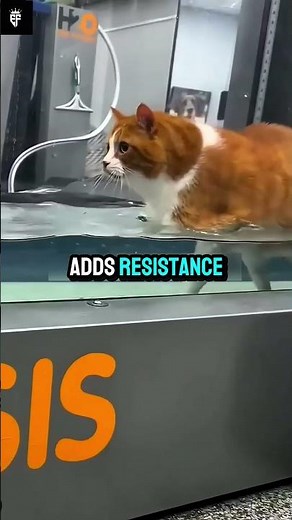 A unique way to help a cat lose weight.