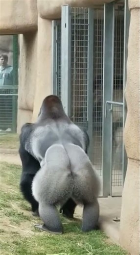 This Zoo Clip Shows How Fast Control Can Be Lost