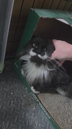 Our Street Kitty Fund is truly a lifesaving fund. Last year, this big tomcat was trapped for TNR and while he was recovering, it was discovered that he wasn’t using his back leg very well. He went back to see the vet and it was discovered that he had multiple fractures and the best answer was leg amputation. This big boy was very feral but now needed a place to live inside, with now being a tripod. A wonderful family stepped up and another street cat now lives inside. This is Hank - one of the l