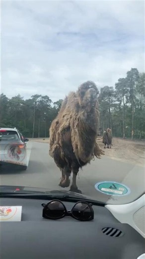 Kamel blockiert unser Auto im Serengeti Park!