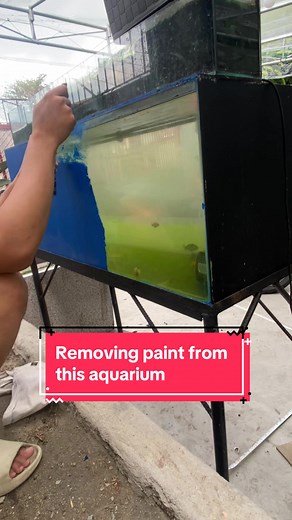 Removing paint from this aquarium ☺️ #goldfish #ranchu
