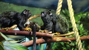 Monkeys Black Tamarin (Latin Saguinus Niger) or Western Black Tamarin Play on the Branches of Trees. Stock Video - Video of predators, wildlife: 385904643