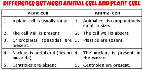 Difference between plant cell and animal cell for class 9- OxScience