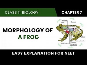 Morphology of a Frog Video Lecture | Biology Class 11 - NEET