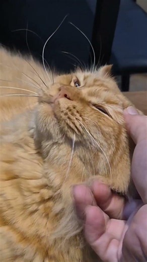 집고양이와 길고양이의 차이점, 느껴지시나요?家猫と野良猫の違い、感じますか？Can You Feel the Difference Between a House Cat & Stray cat?
