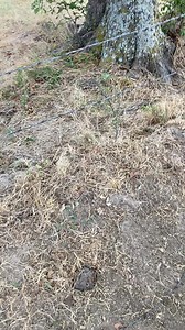 9.1K views · 90 reactions | How to Repair a Broken Barbed Wire Fence For Beginners #texasrancher #fencerepair #barbedwirefence #ranching #ranchhand #cattlerancher #foryourpage #foryou #howto #tutorial #facebookvideo #facebookwatch #viralvideo | Texas Rancher | Facebook