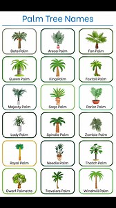 Palm Tree Names | Sophai Creator Share