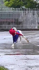 69K views · 3K reactions | You CAN’T handle this dog’s cuteness 凉 #WildlifeWonder #AnimalAdventures #NatureNarratives #GlobalTales #CreatureChronicles #WorldlyWildlife #WildlifeWonders #AnimalAnecdotes #EarthExplorers #GlobalGlimpses #WildlifeWatch #PlanetStories #AnimalTales #AroundTheAnimalWorld #GlobalEncounters #CritterChronicles #EarthlyEpic #WildlifeWonders #GlobalGazette #SafariStories | Ash Davis | Facebook