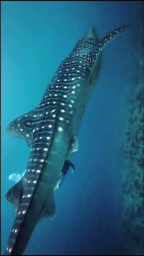 Whale Shark Encounter in Maldives 🇲🇻 | World's Largest Fish Up Close