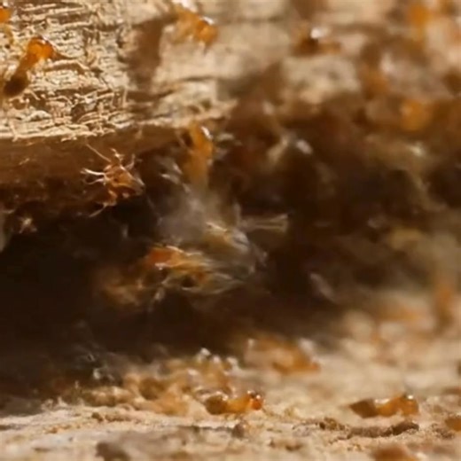 Georgia is in the Termite Belt. Are you protected? | TruNorth Pest Control | Facebook
