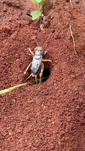 Jump cricket insect VS Skills fire ants | Jingsoo Life