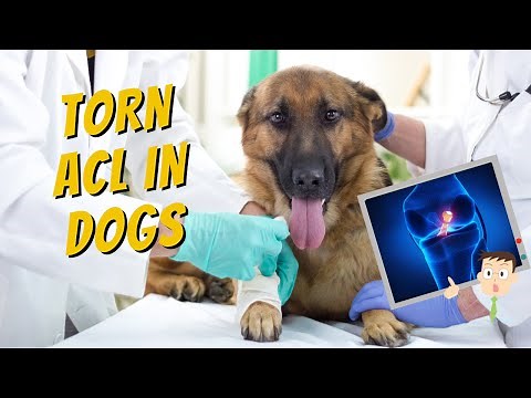 Laser Therapy for Dogs with a Torn ACL Injury