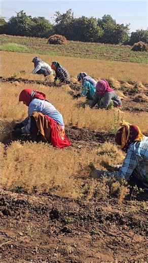 ખેડુત 👩‍🌾ખેતીવાડી🔥 Farmer🌾 Farm Work 👳 Indian Farmer #agriculture #satisfying #shot #farming #farmer