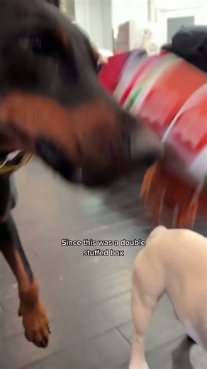 My dogs unbox a double deluxe Christmas BarkBox