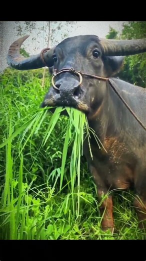 INSTANT COW THINKS ABOUT HIS DEEP PAST 😅🐄 | Funny Moment #shorts