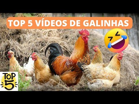 Galinhas engraçadas
