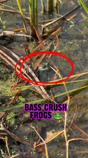Bass Destroy Frogs - Mayhem You Have To See! 🎣🐸🫢