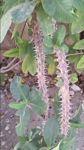 La Corona de Cristo: la planta que sobrevive a todo 🌞