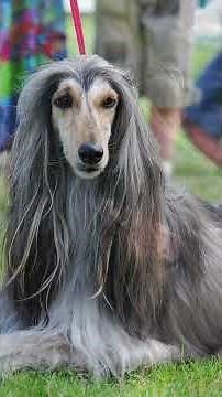 When Greyhounds Decide to Grow Hair 😄