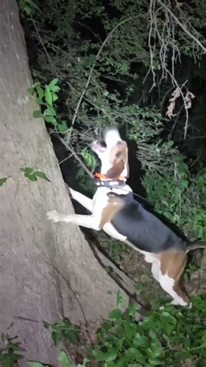 Coon Hound At Work ! #coonhound #coonhunting #hunting #hunt #outdooradventure