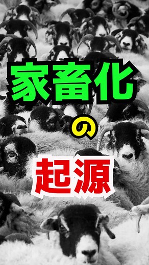 リャマとアルパカの家畜化の起源