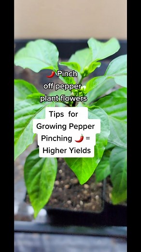 Growing Pepper Tips: How to Care for Serrano Pepper Plants