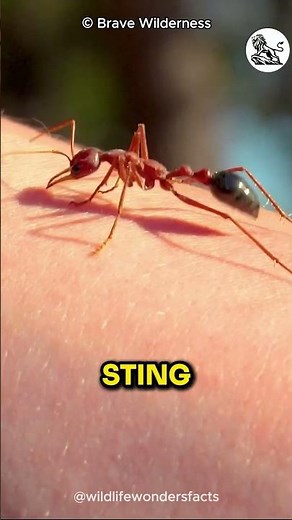 The DEADLY TERROR of the Bull Ants (2024)