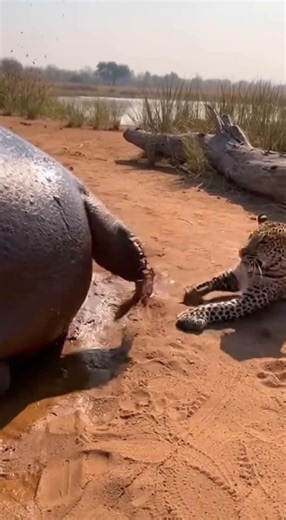Leopard Messes With Hippo's Tail - INSTANT REGRET! 😱 #shorts #wildlife #karma