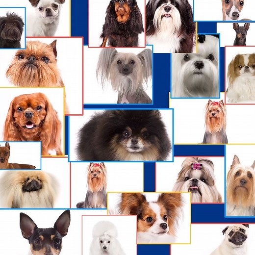122K views · 1.8K reactions | Ever wonder why breeds are separated into 7 Groups? | American Kennel Club | Facebook
