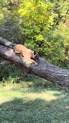Control Work with CCPD Belgian Malinois Protection Dogs
