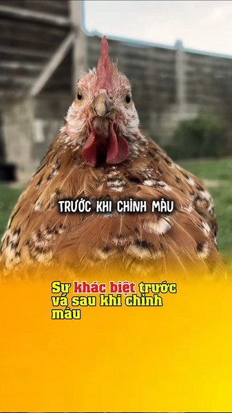 Chỉnh màu cái Ngon hẳn😂 #gio_dong_lao #giodonglao @gio_dong_lao #hai