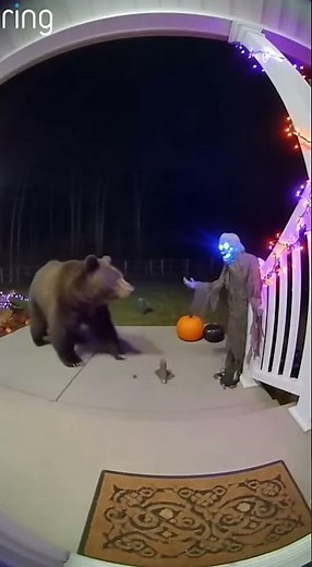 Bear Spooked by Halloween Animatronic